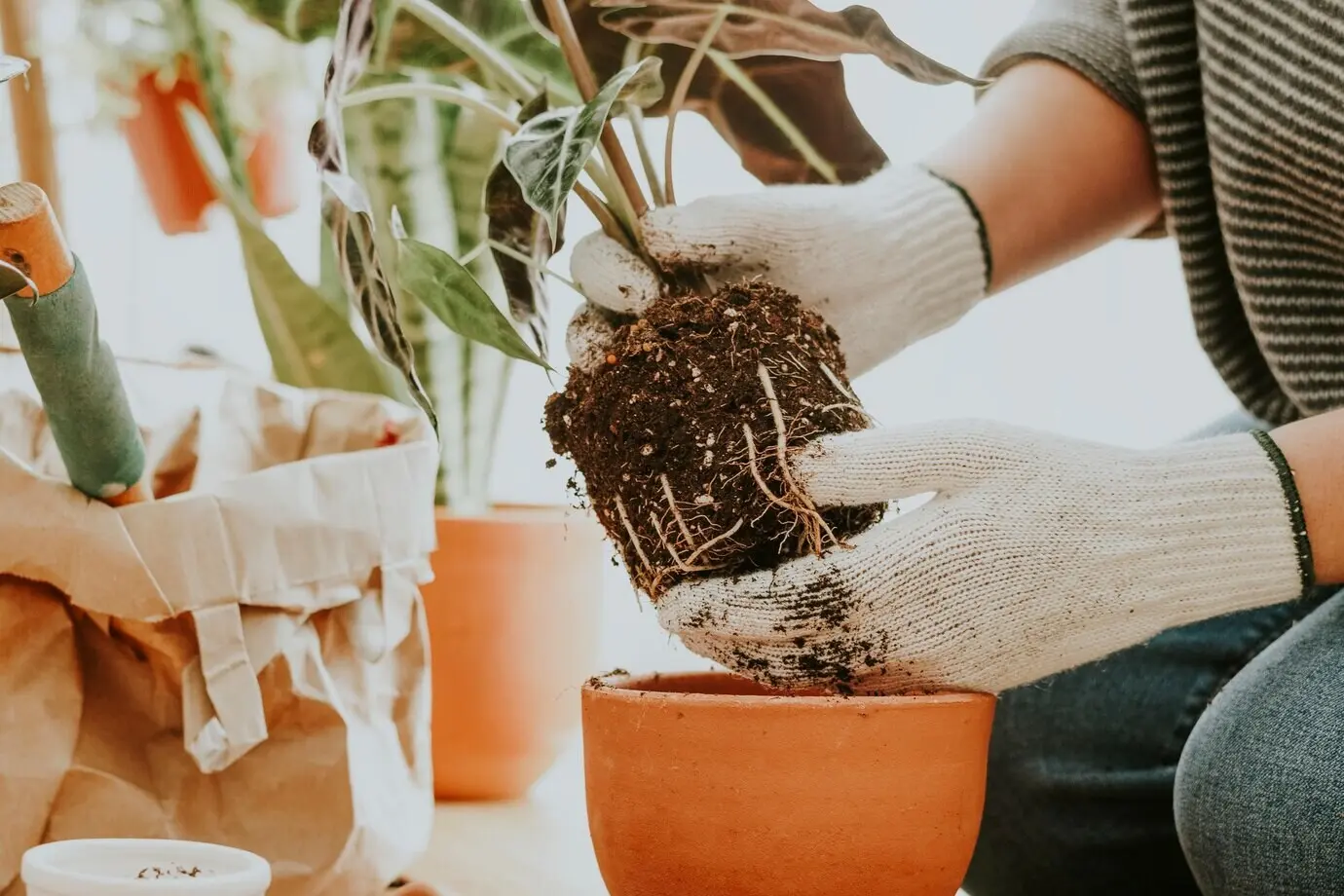 A gardener is repotting a houseplant in her house.