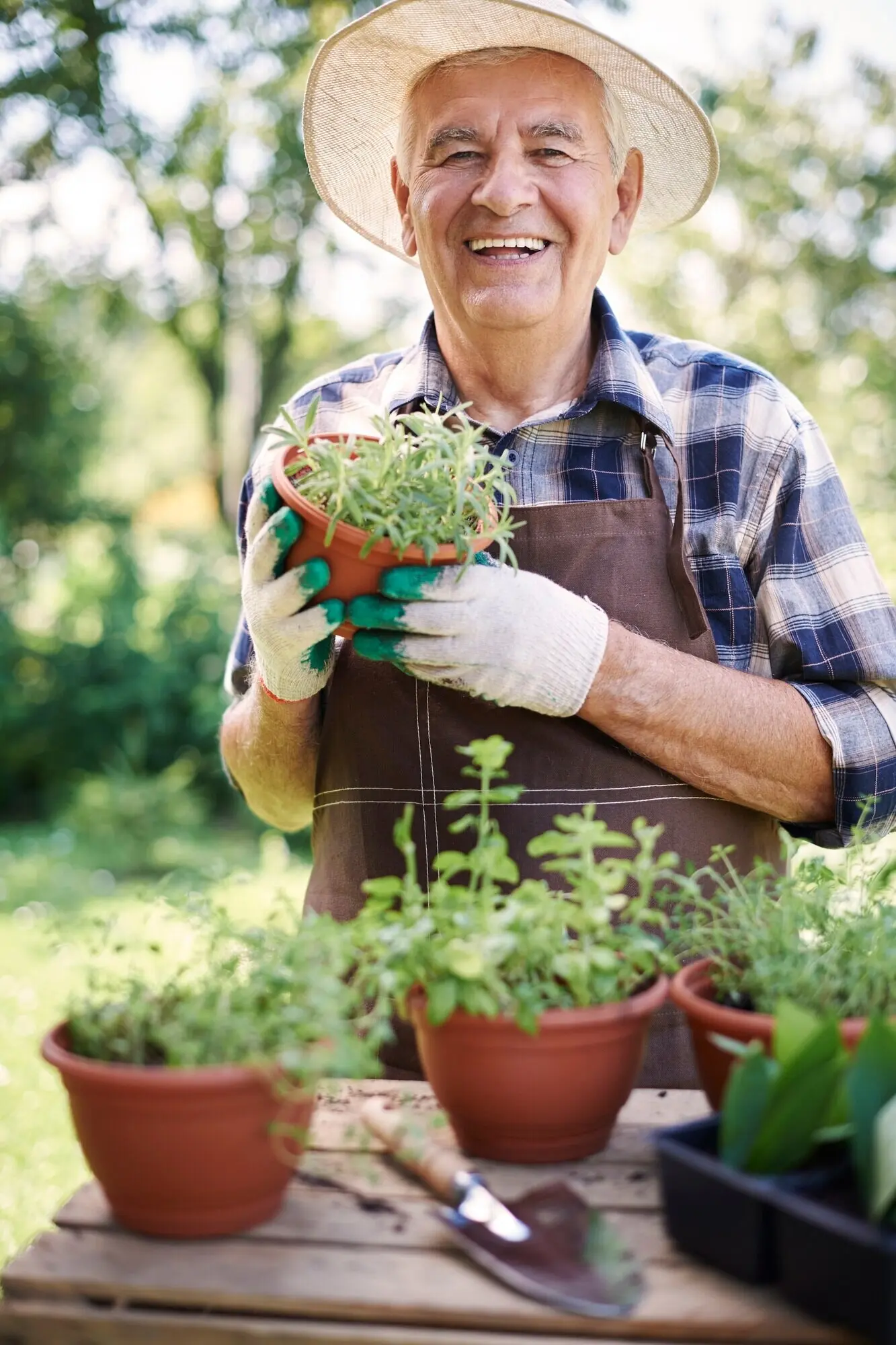 An older man working in the field among plants.