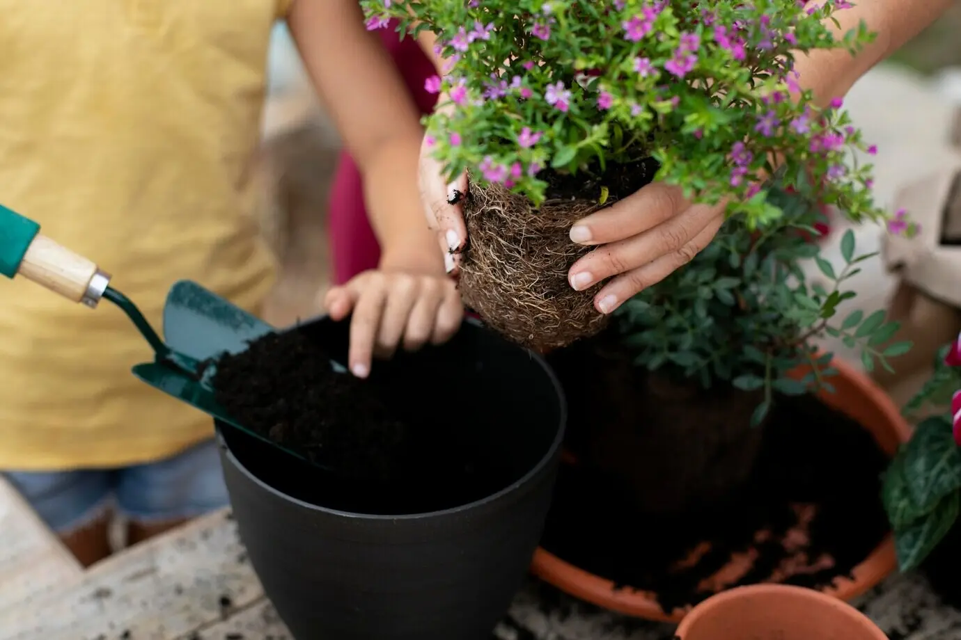 A close-up of the process of transplanting plants.
