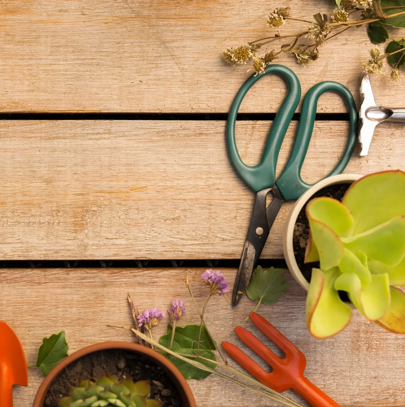 Plants and tools on a wooden table